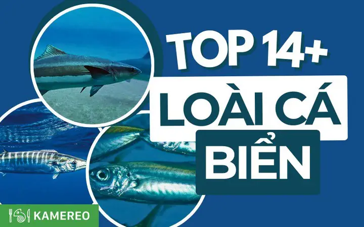Các Loại Cá Biển Ngon Ở Việt Nam