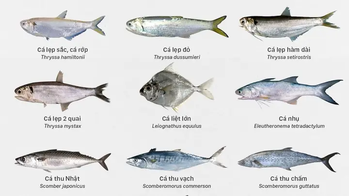 Các Loại Cá Nước Mặn