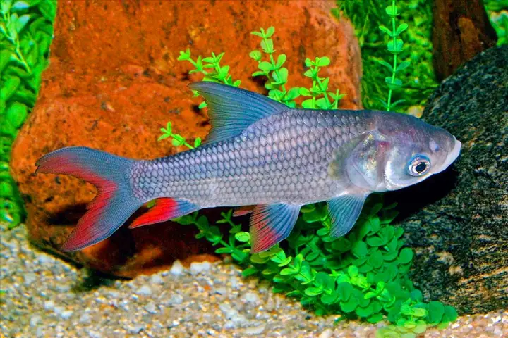 Các Loại Cá Sông Ngon