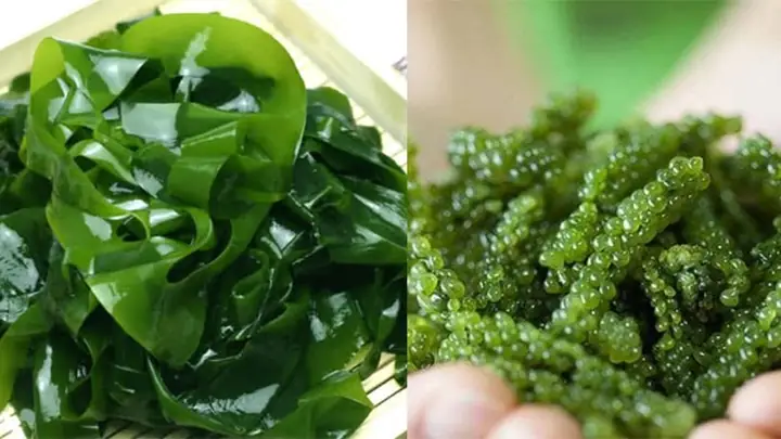 Các Loại Rong Biển Tươi