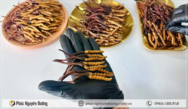 Cách Chế Biến Đông Trùng Hạ Thảo