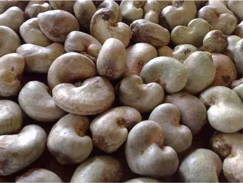 Cách Chế Biến Hạt Điều Tươi