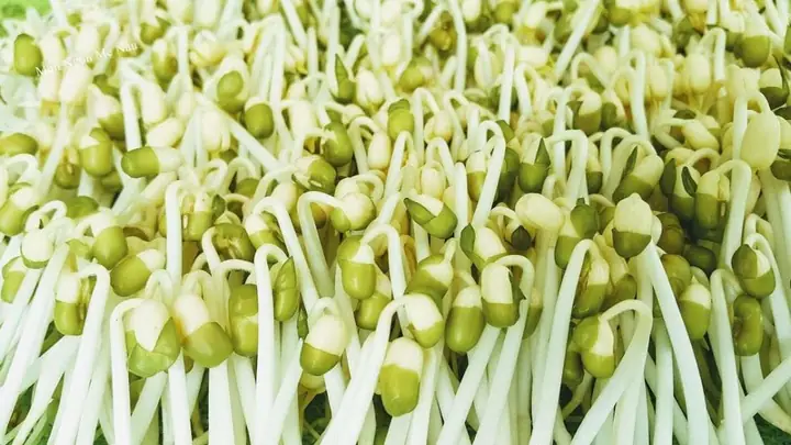 Cách Làm Giá Đỗ Số Lượng Nhiều