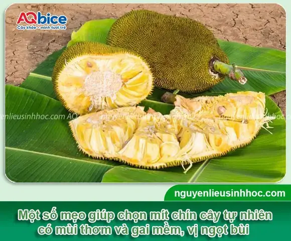 Cách Làm Mít Nhanh Chín Bằng Muối