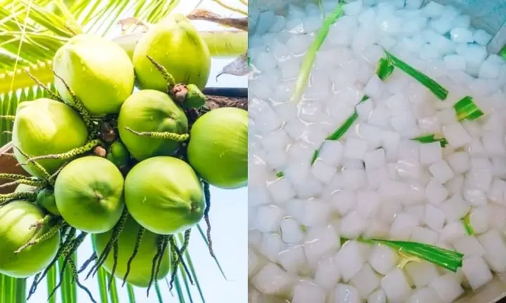 Cách Làm Thạch Dừa Bến Tre
