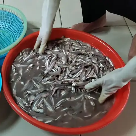Cách Muối Mắm Cá Cơm