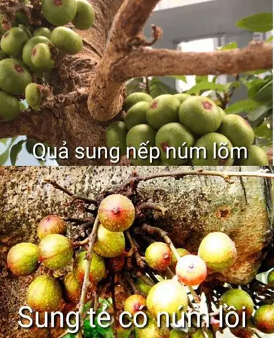 Cách Muối Sung Để Được Lâu