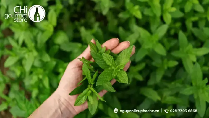 Cách Nấu Đường Cỏ Ngọt