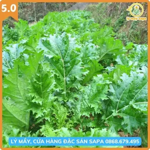 Cách Nấu Rau Cải Mèo