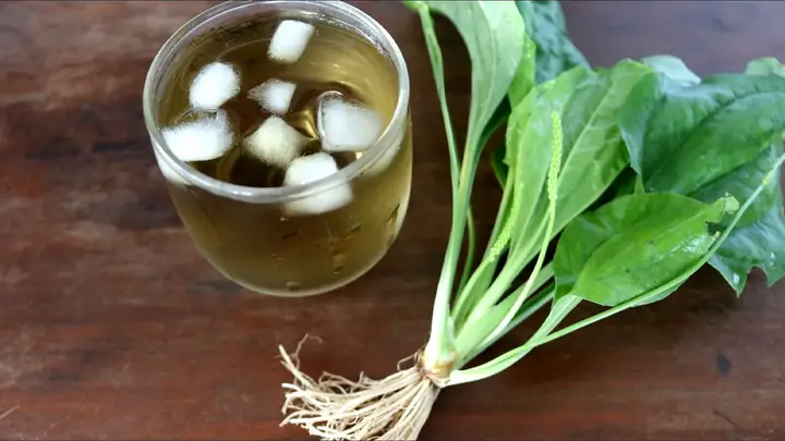 Cách Nấu Rau Mã Đề