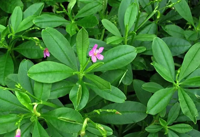 Cách Nấu Rau Sâm Đất