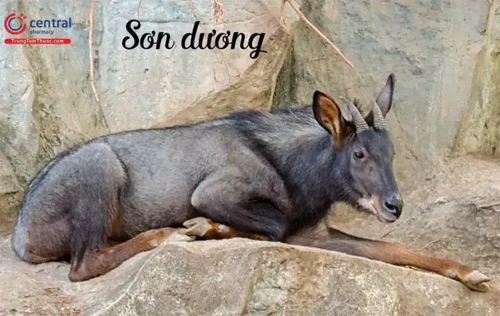Cách Nấu Thịt Sơn Dương