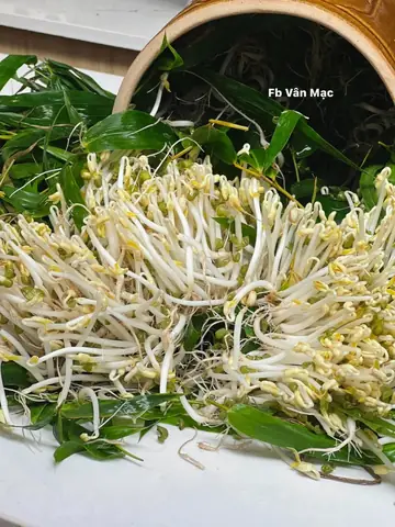 Cách Ủ Giá Đỗ Bằng Lá Tre