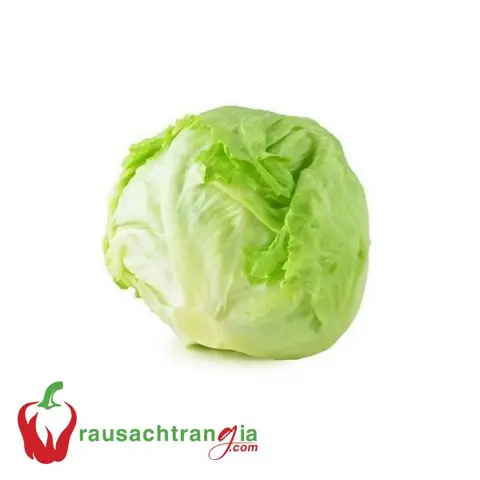 Cải Xà Lách Đà Lạt