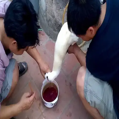 Cắt Tiết Vịt Ở Cổ Cắt Tiết Vịt Ở Cổ