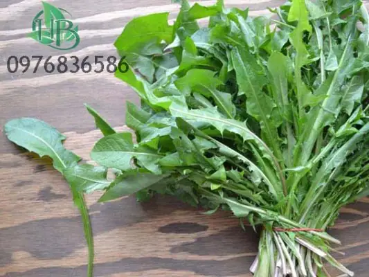 Cây Bồ Công Anh Có Ăn Được Không