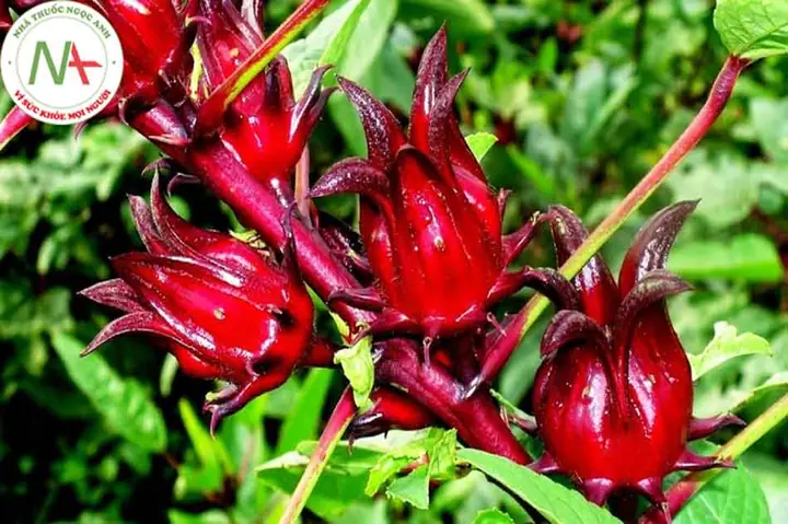 Cây Bụp Giấm Có Mấy Loại