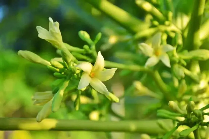 Chữa Ho Bằng Đu Đủ Chín