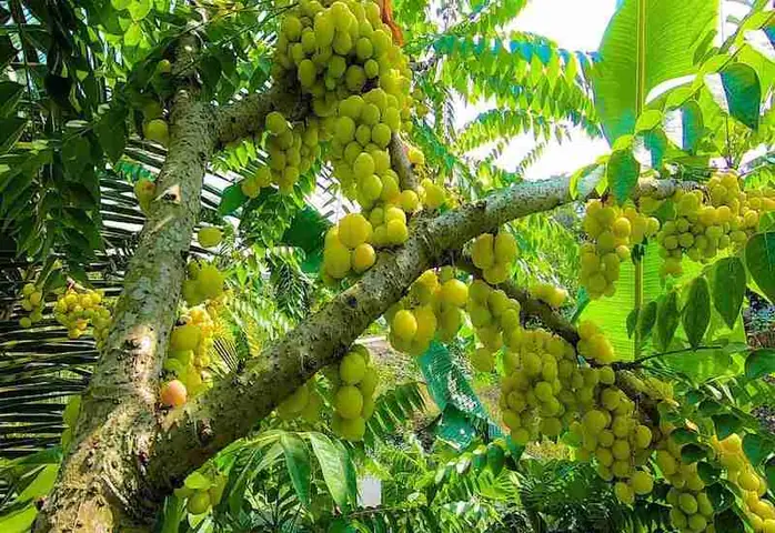 Chùm Ruột Có Tác Dụng Gì