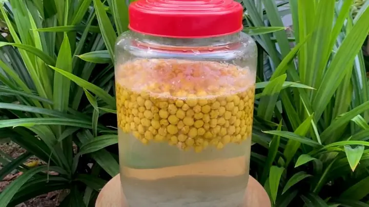 Chùm Ruột Ngâm Rượu Có Tác Dụng Gì