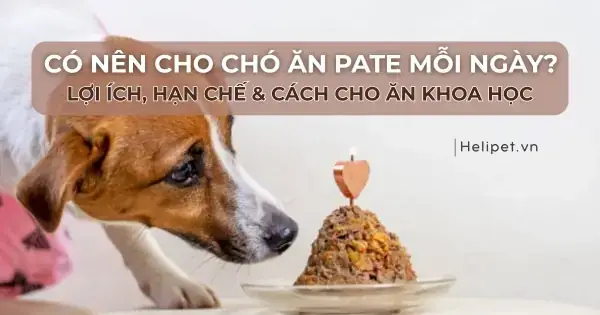 Có Nên Cho Bé Ăn Pate