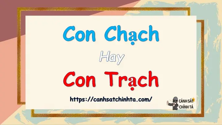 Con Chạch Hay Con Trạch