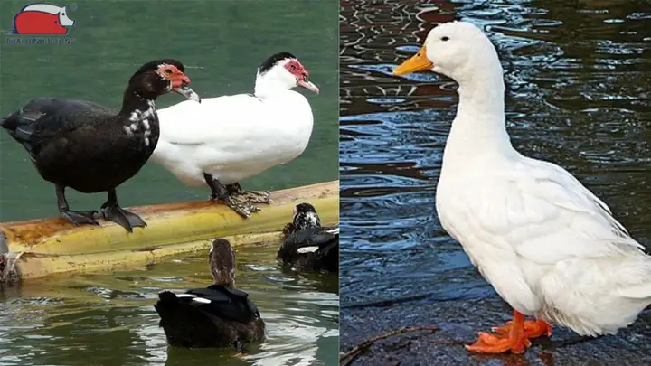 Con Vịt Và Con Ngan