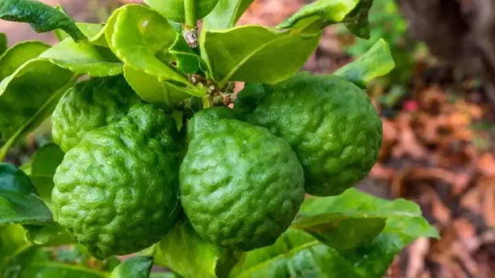 Công Dụng Của Trái Chúc