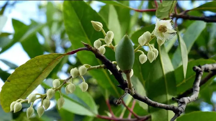 Công Dụng Rượu Cà Na