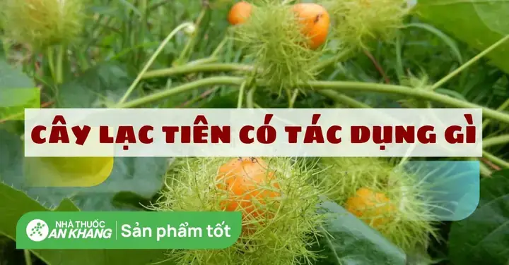 Củ Lạc Tiên Ngâm Đường Phèn