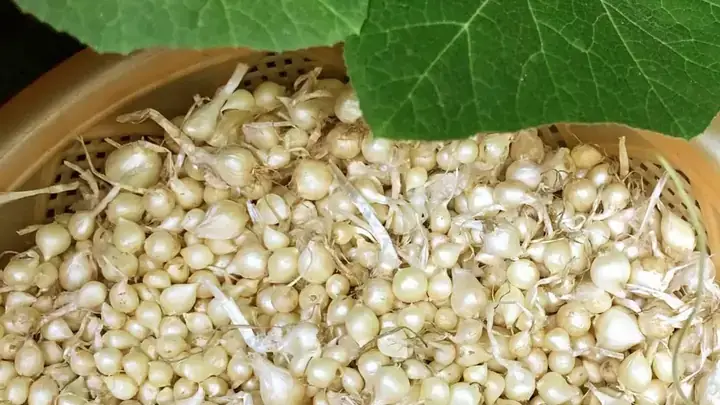 Củ Nén Kỵ Với Gì