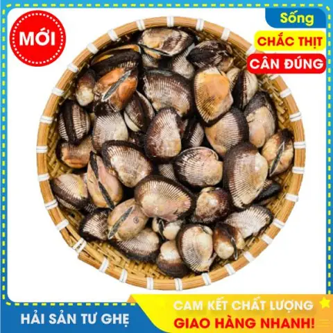 Danh Sách Các Loại Sò Biển
