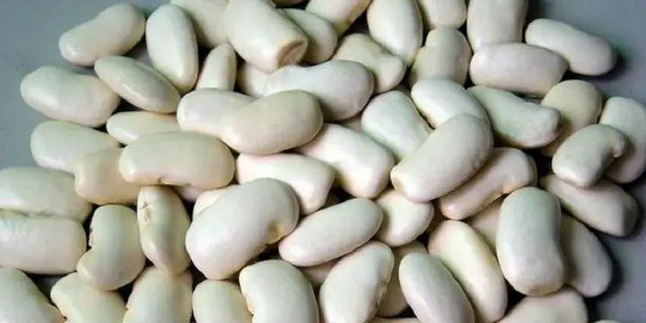 Đậu Trắng Là Đậu Gì