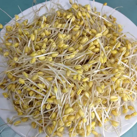 Giá Đậu Nành Có Tốt Không