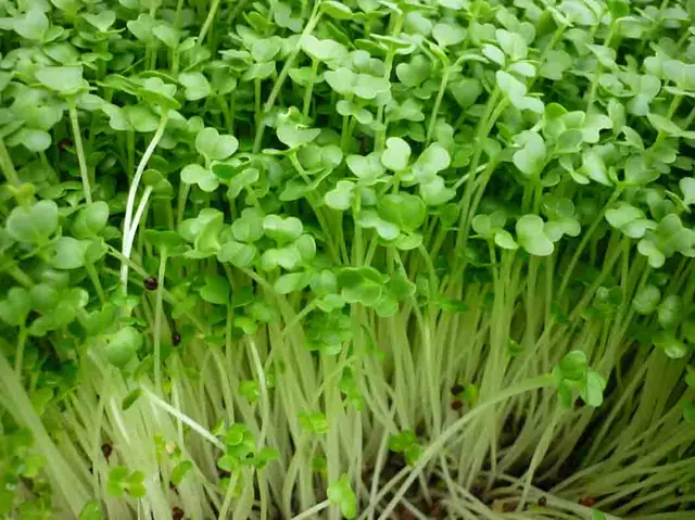 Giá Rau Mầm Cải Ngọt