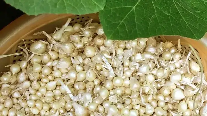 Hành Tăm Kỵ Với Gì