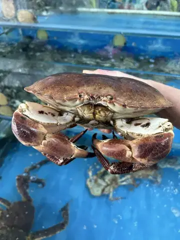 Hấp Cua Trong Bao Lâu
