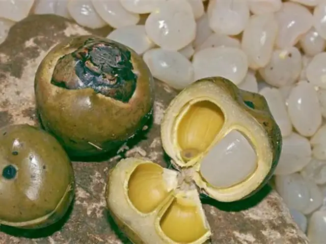 Hạt Đác Tiếng Anh Là Gì