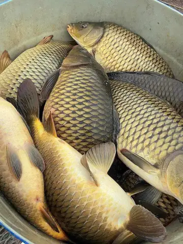 Hình Ảnh Cá Chép Giòn