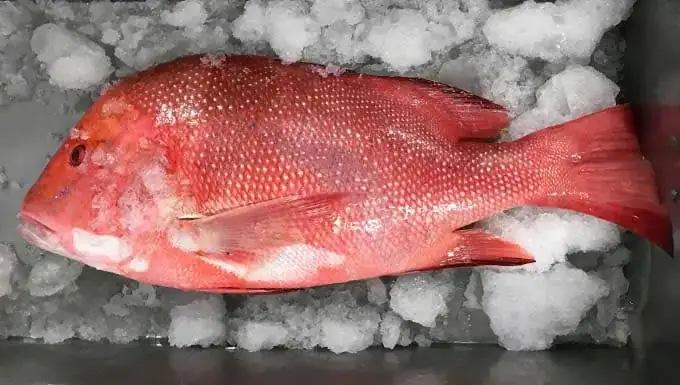 Hình Ảnh Cá Hồng Biển