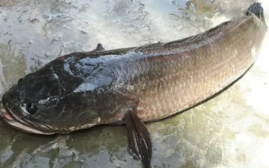 Hình Ảnh Cá Lóc Đồng