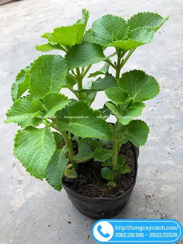 Hình Ảnh Cây Húng Chanh