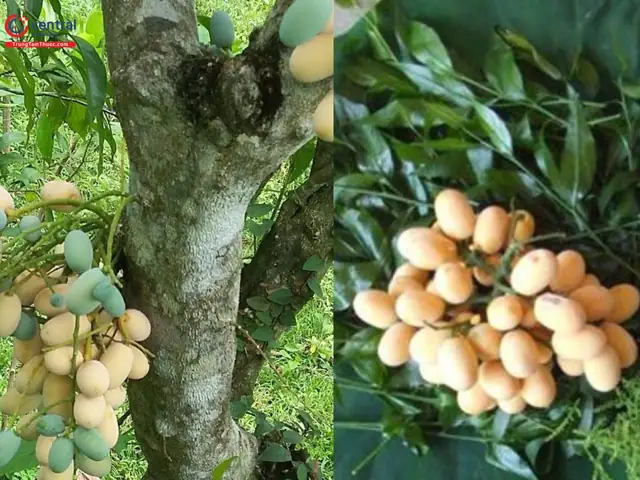 Hình Ảnh Cây Rau Ngót Rừng