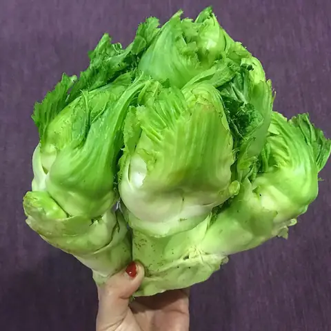Hình Ảnh Rau Mầm Đá
