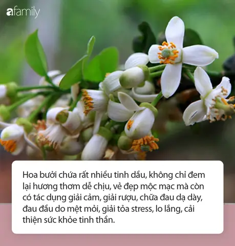 Hoa Bưởi Dùng Làm Gì