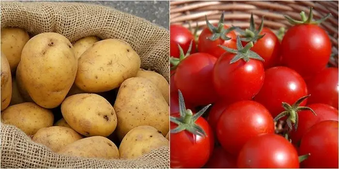 Khoai Tây Xào Cà Chua Có Độc Không