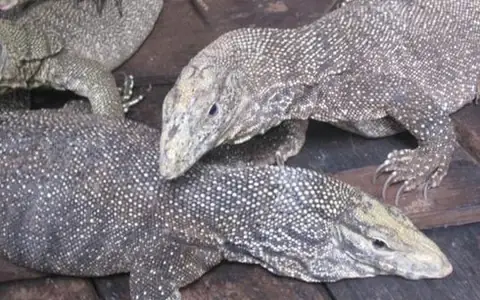 Kỳ Đà Làm Món Gì