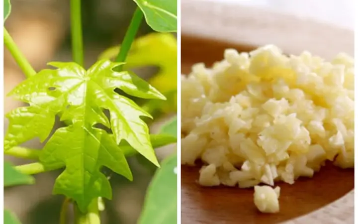 Lá Đu Đủ Xào Tỏi