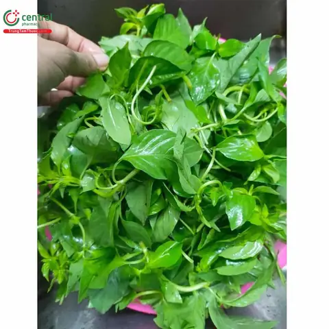 Lá É Tiếng Anh Là Gì