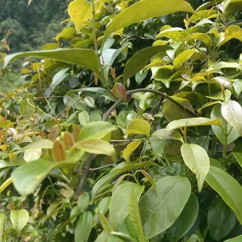 Lá Lồm Và Lá Giang